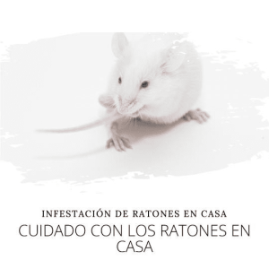 Por qué una plaga de ratones pequeños en casa es peligrosa