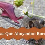 plantas que ahuyentan ratas y ratones