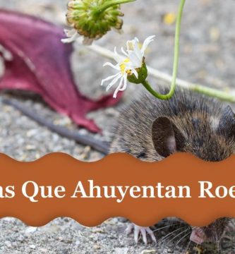 plantas que ahuyentan ratas y ratones