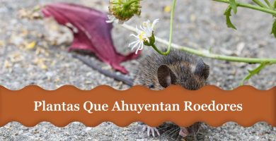 plantas que ahuyentan ratas y ratones