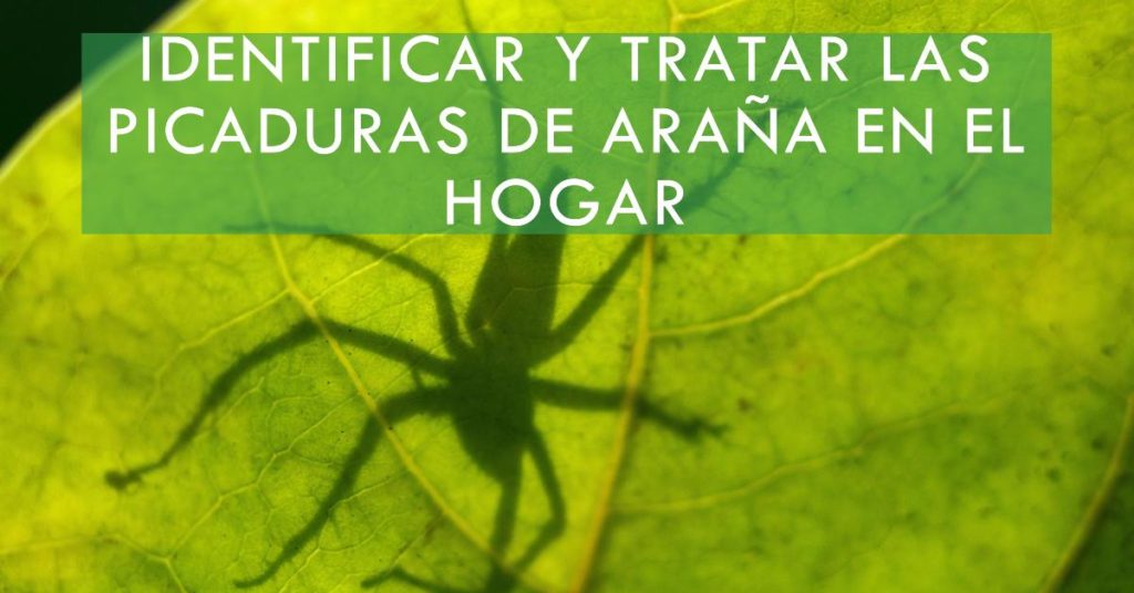 Guía práctica para identificar y tratar picaduras de araña en el hogar