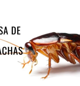 La vida amorosa de las cucarachas