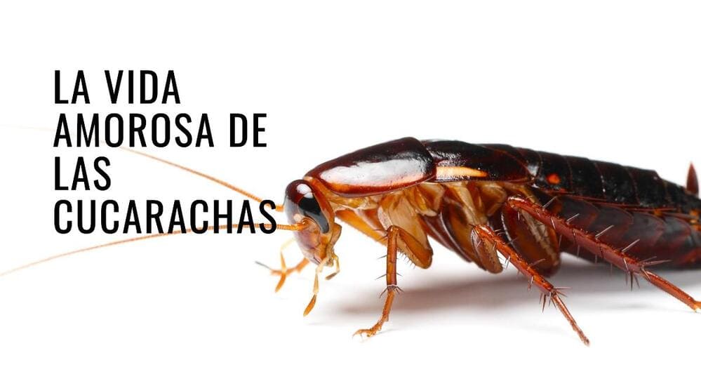 La vida amorosa de las cucarachas