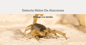 Detecta nidos de Alacranes 