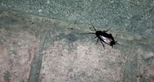 cucaracha Negra