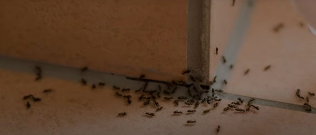 hormigas cocina