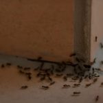hormigas cocina