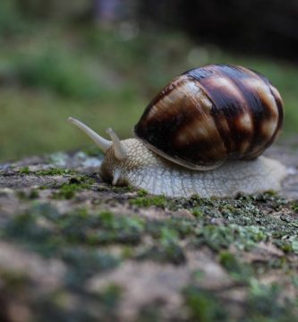 Shallow Focus Photography of Brown and White Snail on Moss