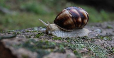 Shallow Focus Photography of Brown and White Snail on Moss