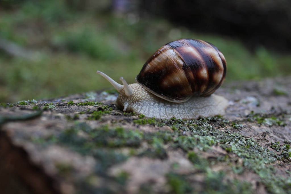 Shallow Focus Photography of Brown and White Snail on Moss