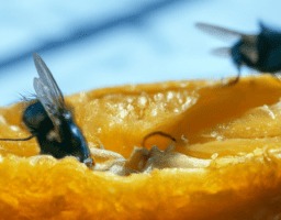 Eliminación eficaz de moscas de la fruta en el hogar.